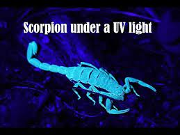 We did not find results for: Scorpion Under A Uv Light Or Black Led Light Youtube