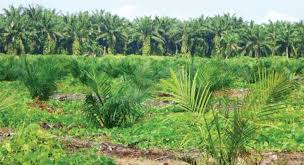 •• memetakan tanaman pertanian potensial lainnya, selain kelapa sawit, di tingkat desa, untuk memberi para petani kecil sumber pendapatan. Tanaman Sawit Abnormal Kerdil Sawitnotif