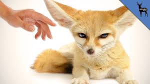 These beauties cost anywhere from a grand to $10,000 easily. Top 3 Exotic Animals You Can Own As Pets Youtube