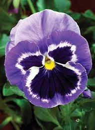 How To Grow Pansies Pansies Pansies Flowers Hybrid Tea Roses