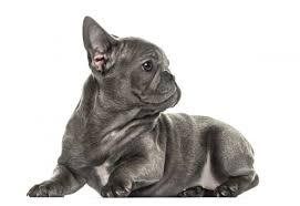 Our goal is to set the new standard in french bulldog breeding. Things You Should Know Before Getting A Blue French Bulldog Puppy