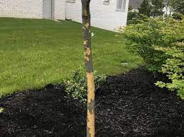 Dog Chewed Bark Off My Dogwood