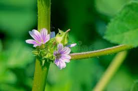 Image result for Malva verticillata