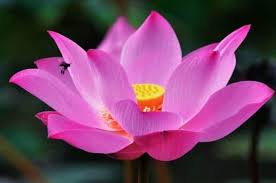 You can click on the links to know more about individual exotic flowers Top 10 Most Exotic Aquatic Flowers In The World Wondersify