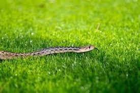 Keeping Snakes Out Of Your Yard And Garden Keep Snakes Away Snake Repellant Garden