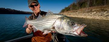 Striped Bass Br Hottest Spots In The West