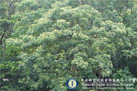 Image result for Tetradium glabrifolium