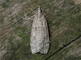 Image result for Scoparia subfusca