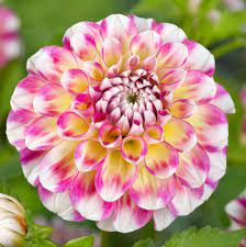 Dahlia flowers for sale cheap. Dahlia Bulbs For Sale Easy To Grow Bulbs