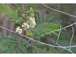 Image result for Acacia angustissima