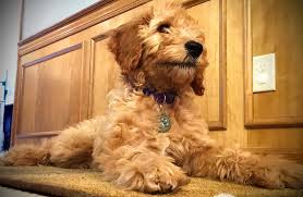 Discover their size, personality, care, and more. Miniature Goldendoodles Making Your House The Perfect Home For Your New Mini Goldendoodle Puppy Ready Set Puppy