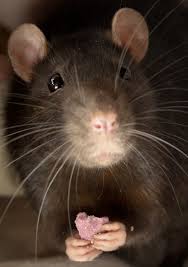 Earthandanimals Pet Rats Pet Rat Cages Cute Rats
