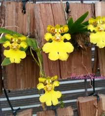 Image result for Rangaeris