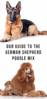 We did not find results for: German Shepherd Poodle Mix Breed A Guide To The Shepadoodle