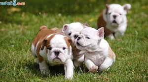 Anniversary edition now available on ios and android devices. Cho Bulldog Anh Ä'áº·c Ä'iá»ƒm Tinh Cach Cho Bulldog Gia Ban Cho Bulldog