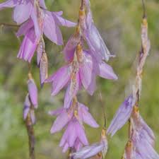 Image result for Dierama formosum × plowesii