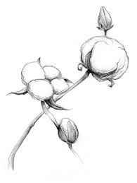 624e76e9c8acc5662eb521c31a5ad1b9 Jpg 1465 1945 Cotton Painting Plant Drawing Cotton Plant Common dandelion euclidean, dandelion, silhouette painting of flowers, texture, white. cotton painting plant drawing