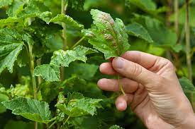 We did not find results for: Krankheiten An Johannis Und Stachelbeeren