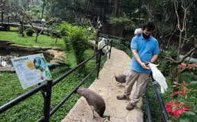 Ota benga di kebun binatang bronx, new york. Kebun Binatang Bandung Kembali Dibuka Untuk Umum Bisnis Com