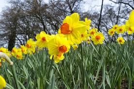 Arte di acquerello originale di narcisi gialli. Narciso Coltivazione E Curiosita Del Narcissus Pianta Dai Bellissimi Fiori
