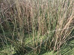 Image result for Juncaceae