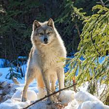 Selena gomez rare (deluxe edition) wolves. Killing Nearly 500 Wolves In A Year Failed To Protect Endangered Caribou Study Conservation The Guardian