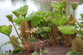 Image result for Gunnera