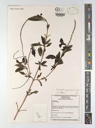 Image result for Stachytarpheta cayennensis