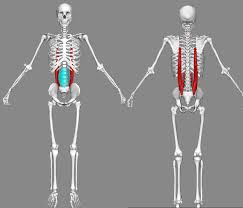 To perform this exercise, an individual needs an exercise band that is positioned at the same. The Iliocostalis Muscles Fig 10 The External Oblique Muscles Download Scientific Diagram