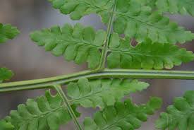 Image result for Dryopteridaceae