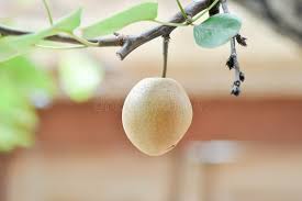 Image result for Pyrus pyrifolia