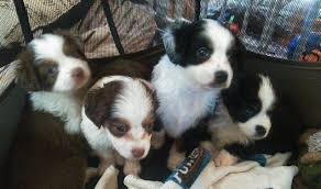 We did not find results for: Adorable Toy Mini Aussie Puppies For Sale In Grants Pass Oregon Classified Americanlisted Com