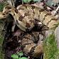 Timber Rattlesnakes of SE Minnesota and SW event image