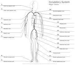 Circulatory System Diagram Cardiovascular System And Blood
