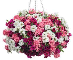 Top 9 most beautiful flowers for hanging baskets. Hanging Flower Baskets 5 Secrets The Pros Use The Garden Glove