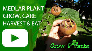 We did not find results for: Medlar Fruit Trees For Sale Grow Plants
