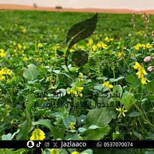 Image result for Trigonella anguina