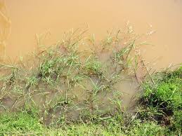 Image result for Echinochloa stagnina