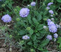 Image result for Scabiosa columbaria