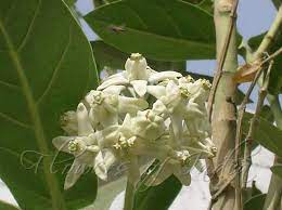 Pin On Flowering Trees World