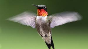 An der turbine sind alle sensoren, glühkerze, der dazu gehörende kabelbaum und die turbinenschelle montiert. Kolibri Der Kleinste Vogel Vogel 2021