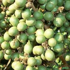 Image result for Deinbollia sp. A