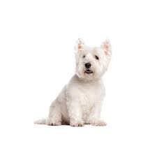 Animal could be euthanized soon. West Highland Terrier Puppies Petland Orlando East