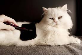 Some cats need more brushing than others, and. 10 Ways To Deal And Get Real With Cat Hair Catster