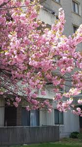 Buy massachusetts fruit trees, shade tree, berry plants, nut tree, grape vines, bamboo plants and flowering tree. What Are Those Flowering Trees Bushes I Drive By Every Day