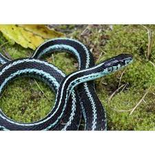 Puget Sound Garter Snakes Pet Snake Snake Snake Lovers