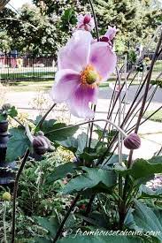 Japanese Anemones How To Grow And Care For These Fall Blooming Flowers Gardening From House To Home Shade Perennials Shade Loving Perennials Ground Cover Plants