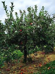 Maybe you would like to learn more about one of these? Apple Tree Orchard Red Delicious Apples Tree By Shirlene Edwards Photo Stock Snapwire