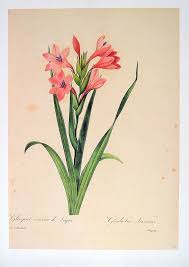 From The Renowned Belgian Painter And Botanist Redoute 1759 1840 This Gorgeous 1979 Botanical Plate Fea Botanical Prints Flower Prints Art Botanical Flowers