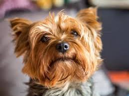 The term is used for both feral and pet varieties. 50 Best Small Dog Breeds Familyminded